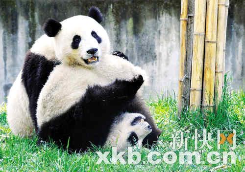熊貓團(tuán)團(tuán)圓圓最新消息，生活、成長(zhǎng)與人們的關(guān)注